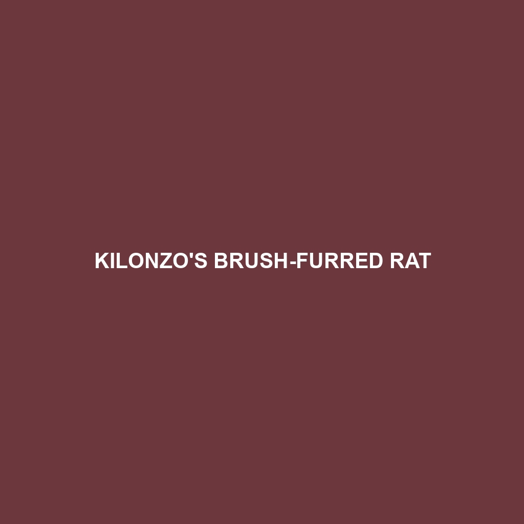 Kilonzo's Brush-furred Rat