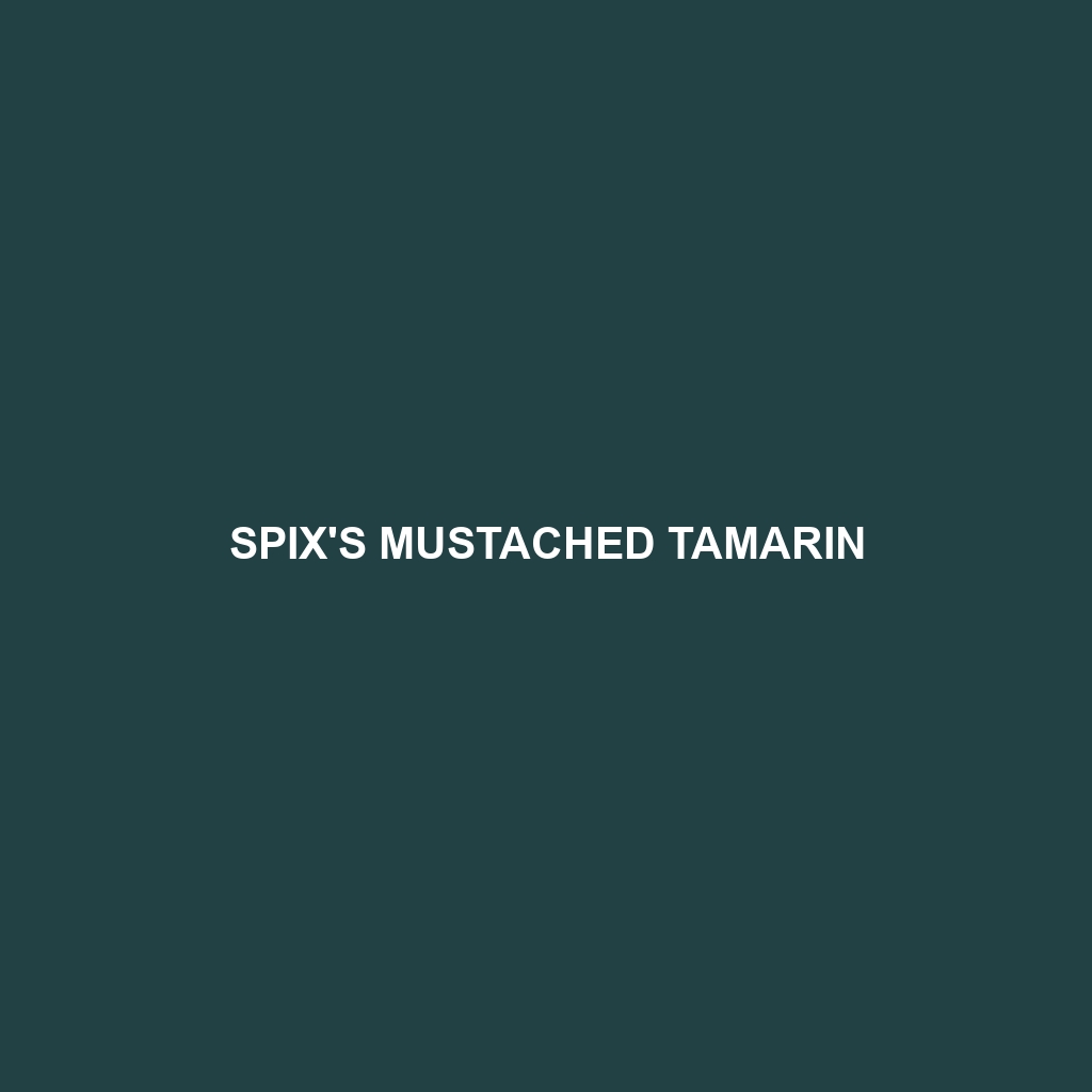 Spix's Mustached Tamarin