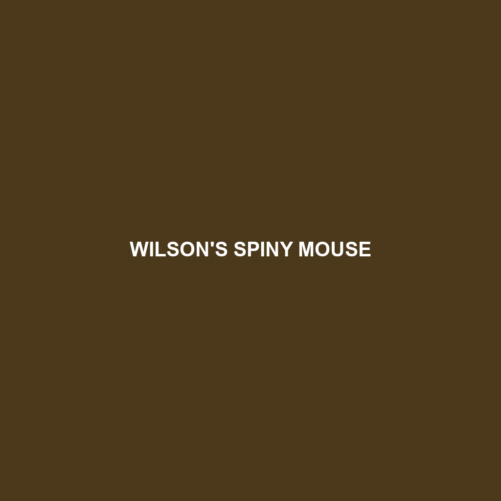 Wilson's Spiny Mouse