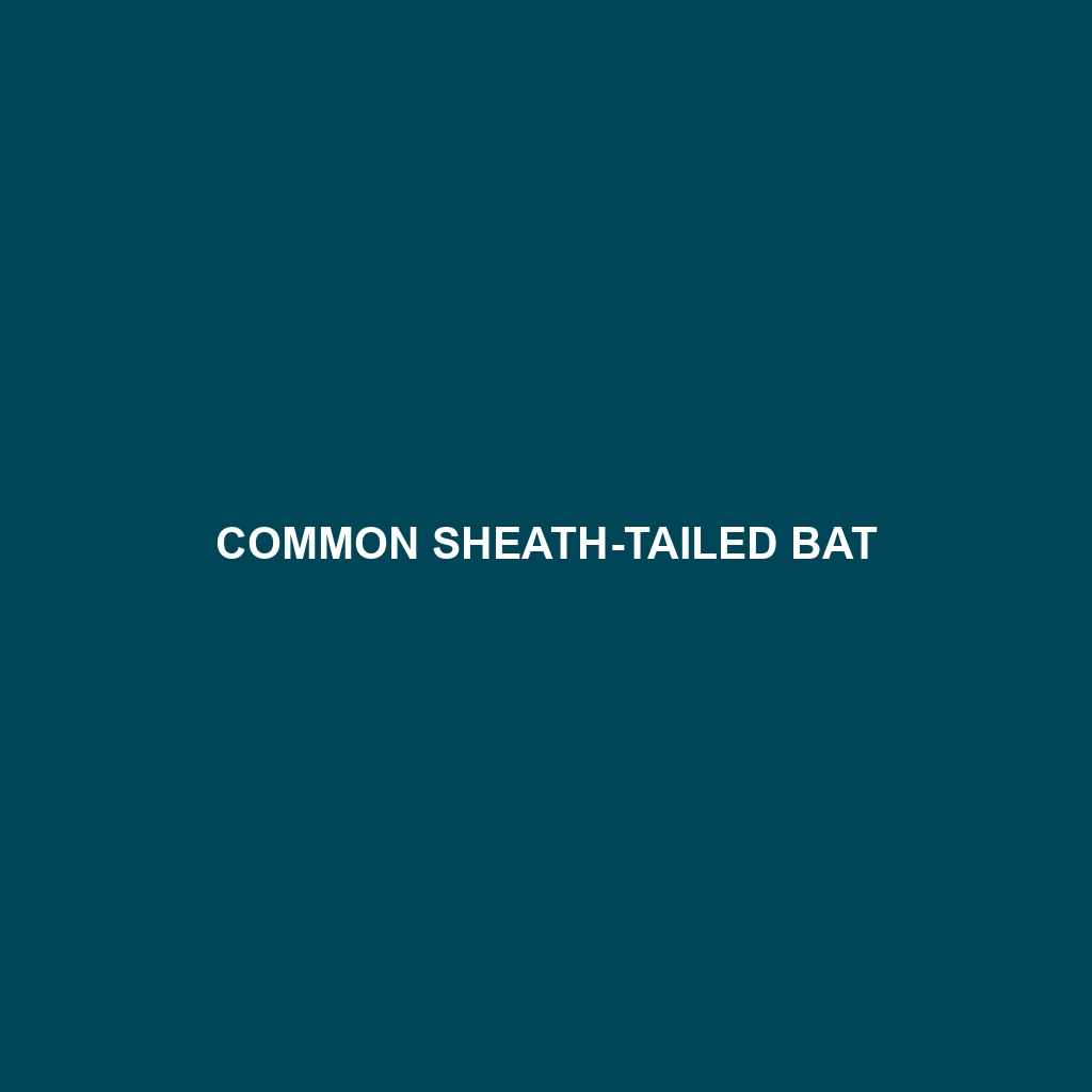 Common Sheath-tailed Bat