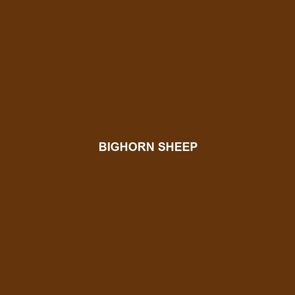 Bighorn Sheep