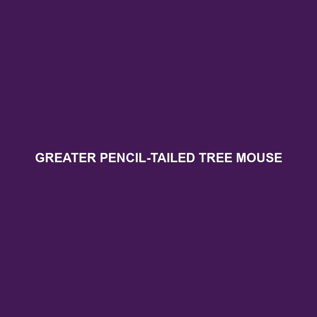 Greater Pencil-tailed Tree Mouse