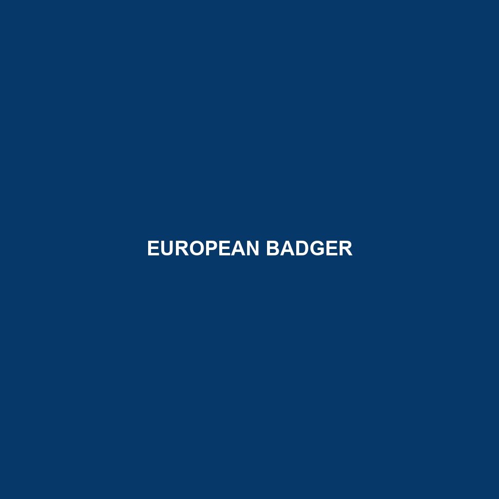 European Badger