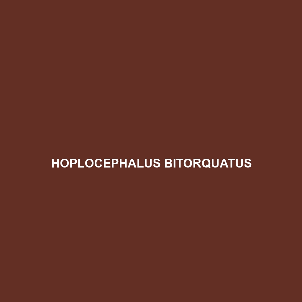 Hoplocephalus bitorquatus