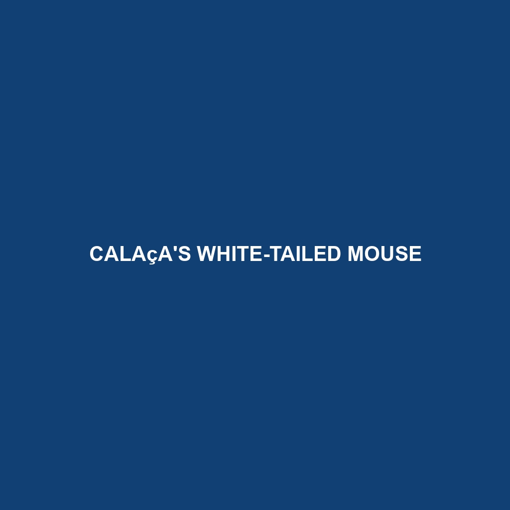 Calaça's White-tailed Mouse