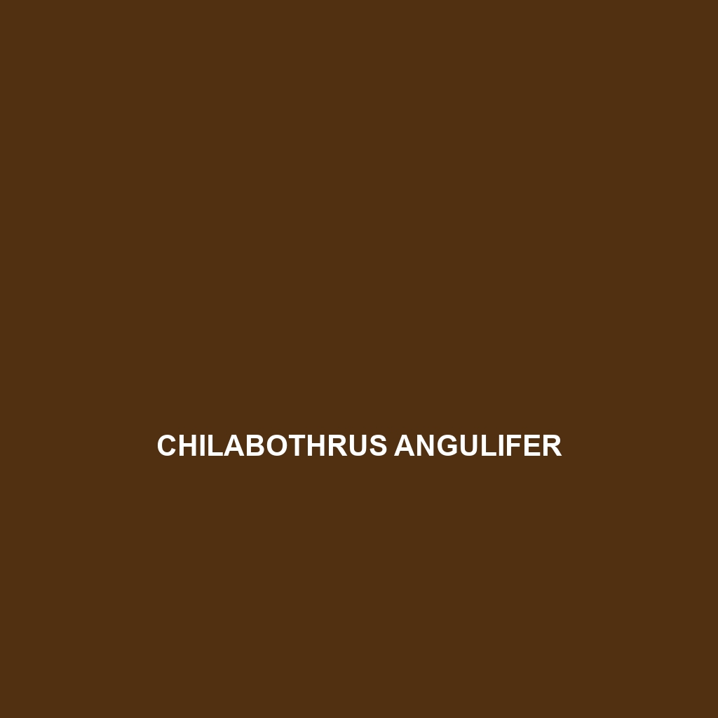 Chilabothrus angulifer