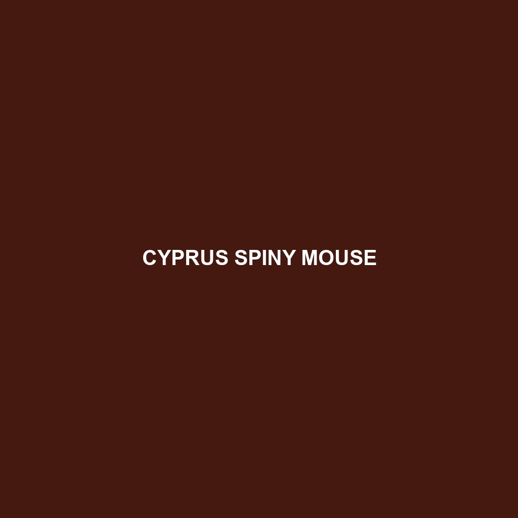 Cyprus Spiny Mouse