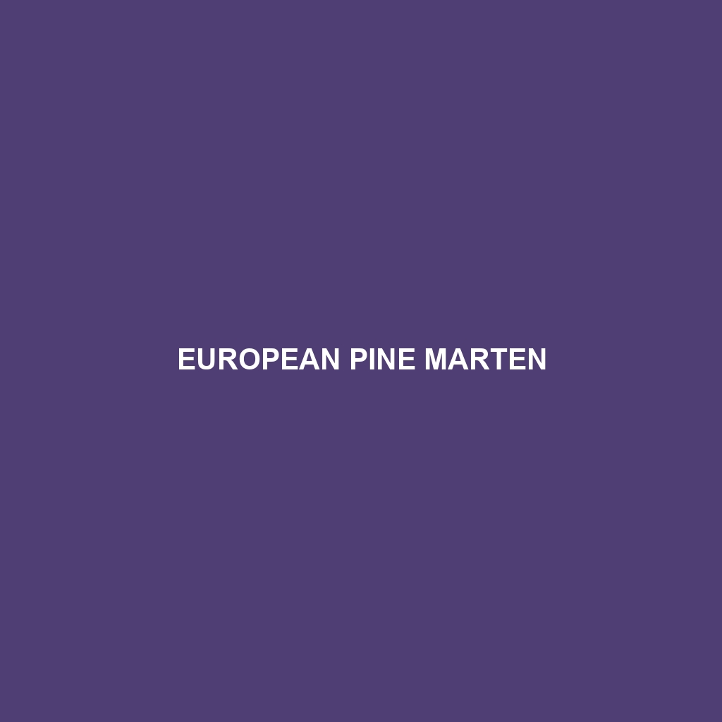 European Pine Marten