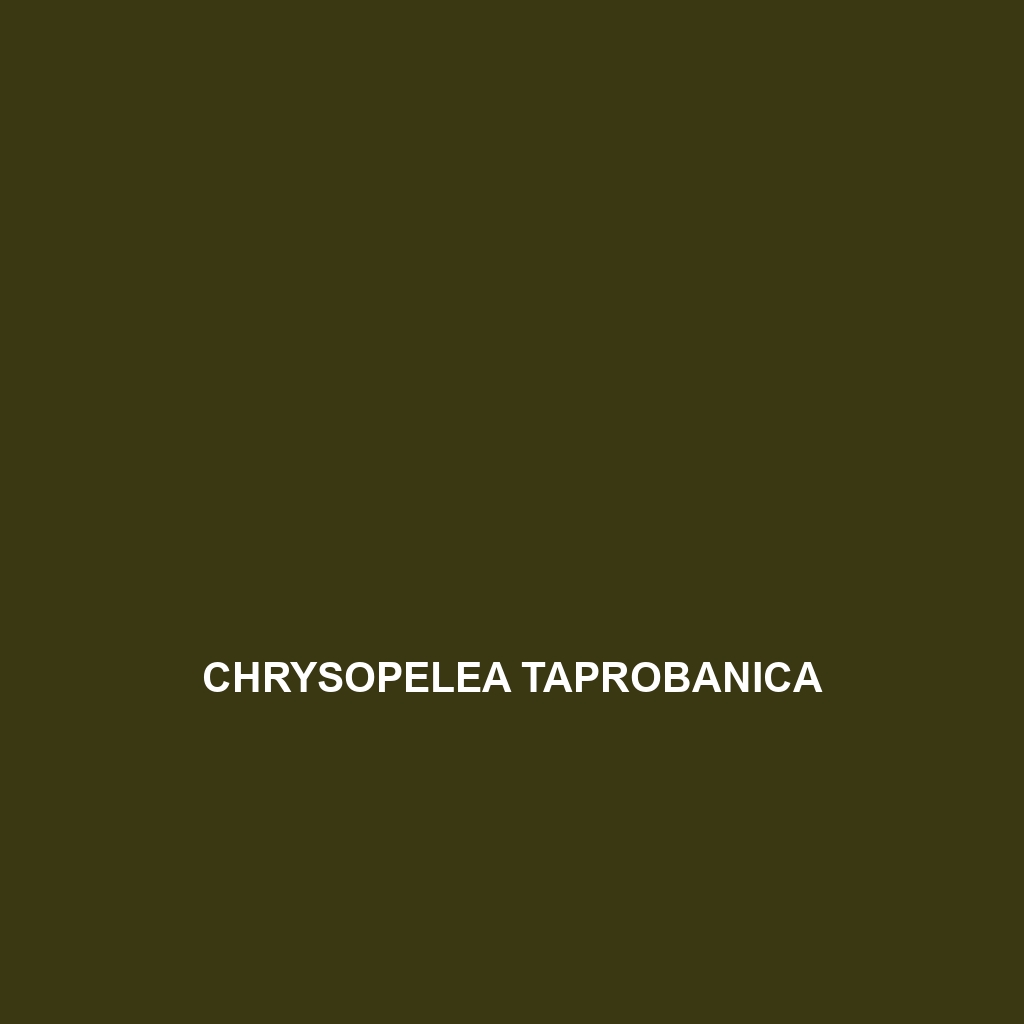 Chrysopelea taprobanica