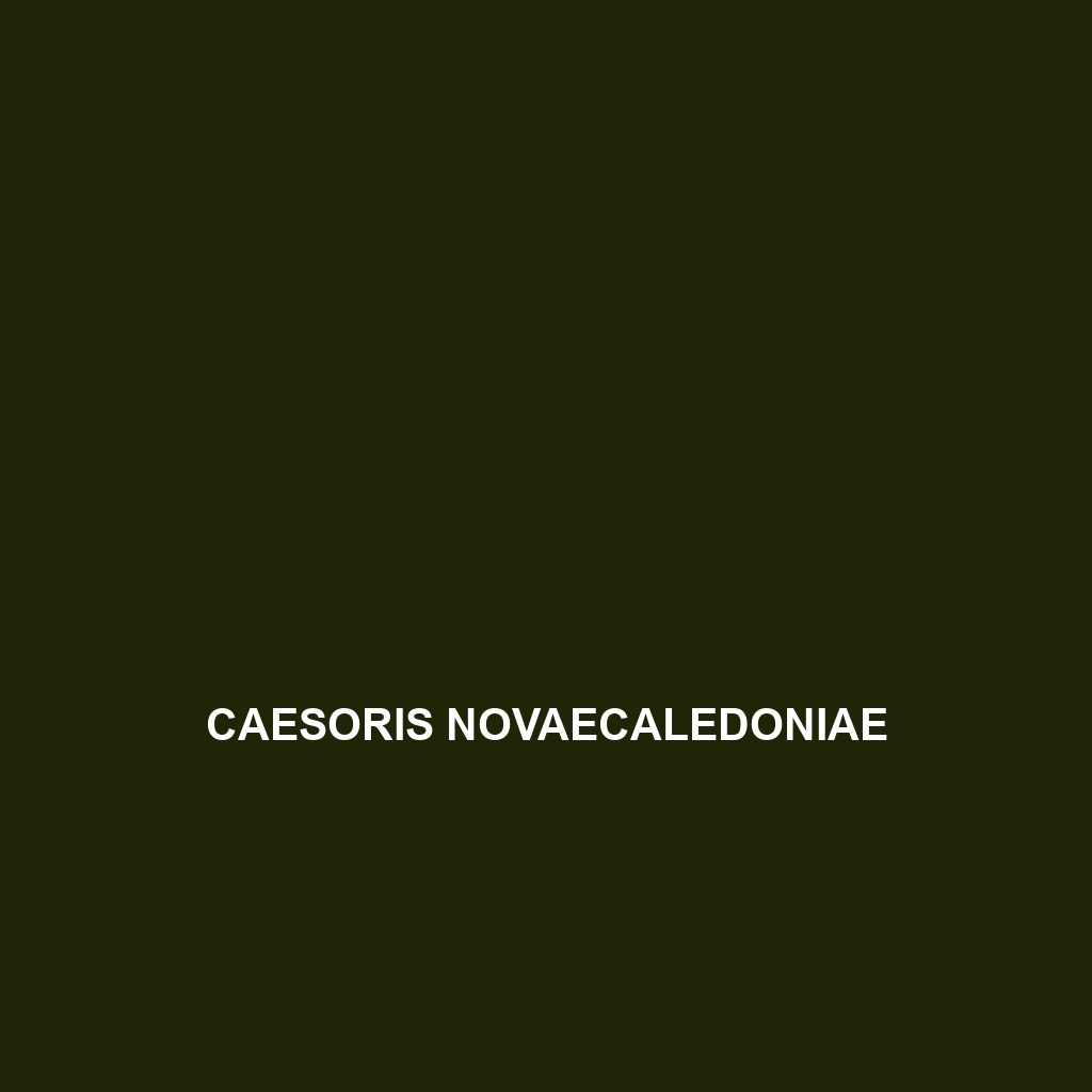 Caesoris novaecaledoniae