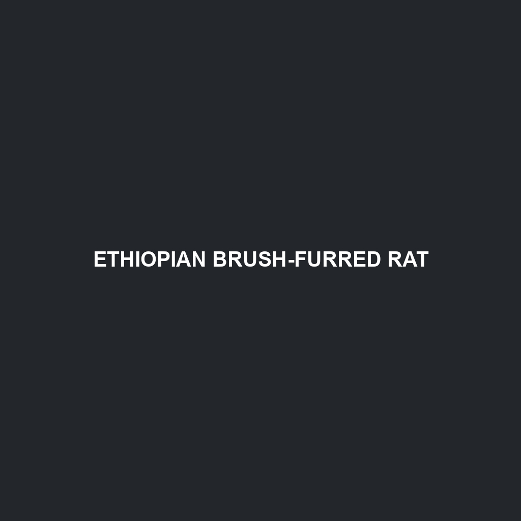 Ethiopian Brush-furred Rat