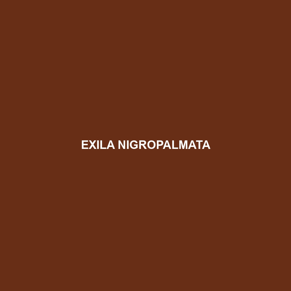 Exila nigropalmata