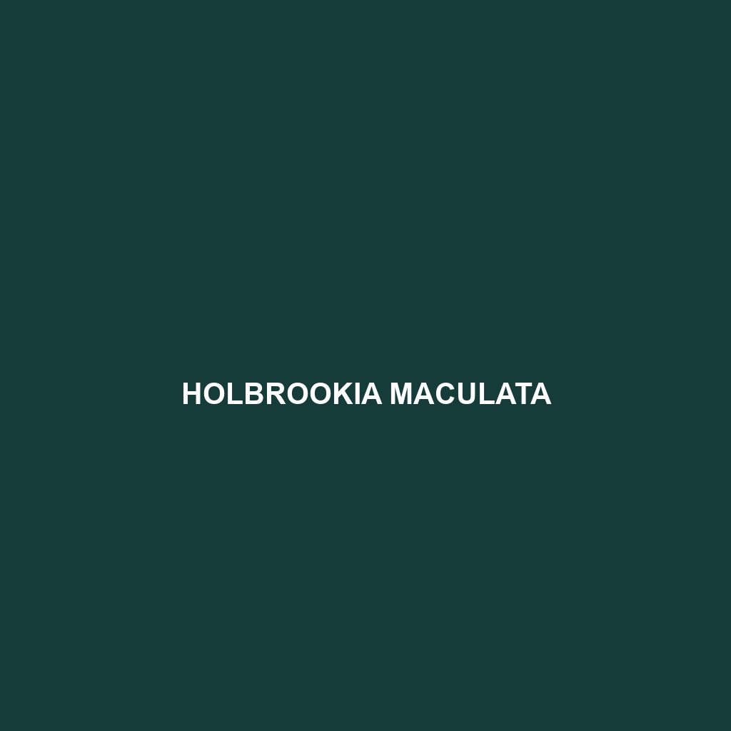 Holbrookia maculata