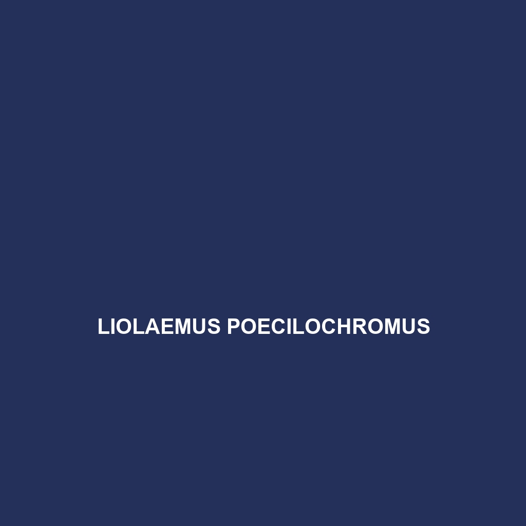 Liolaemus poconchilensis