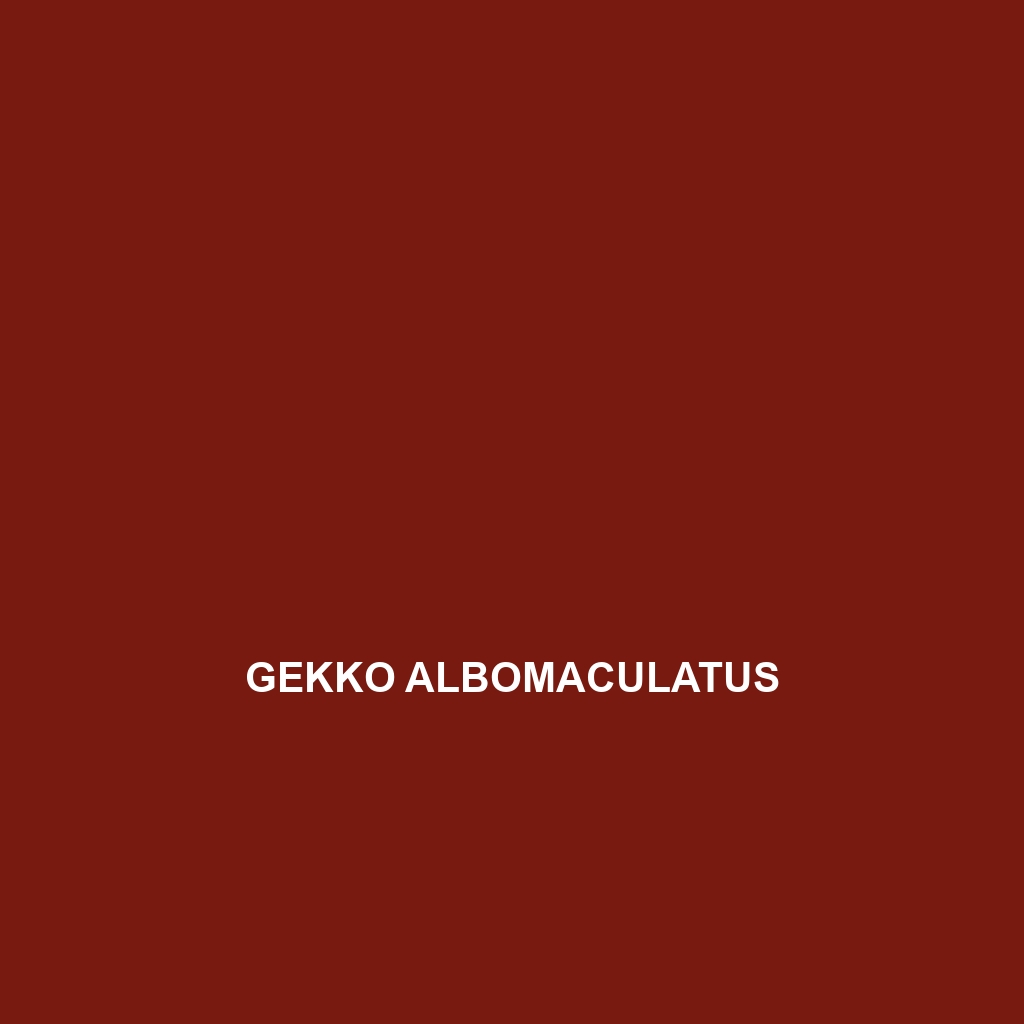 Gekko albomaculatus