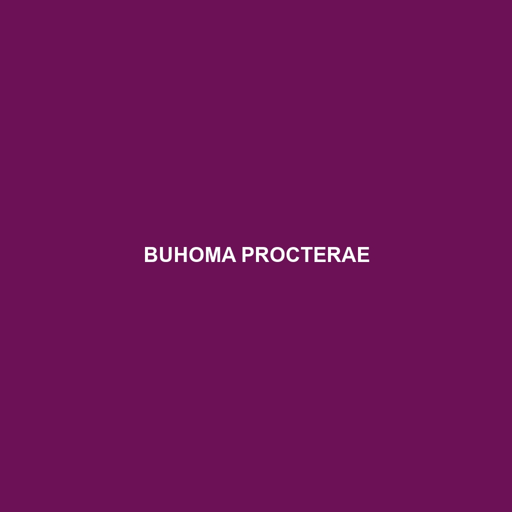 Buhoma procterae