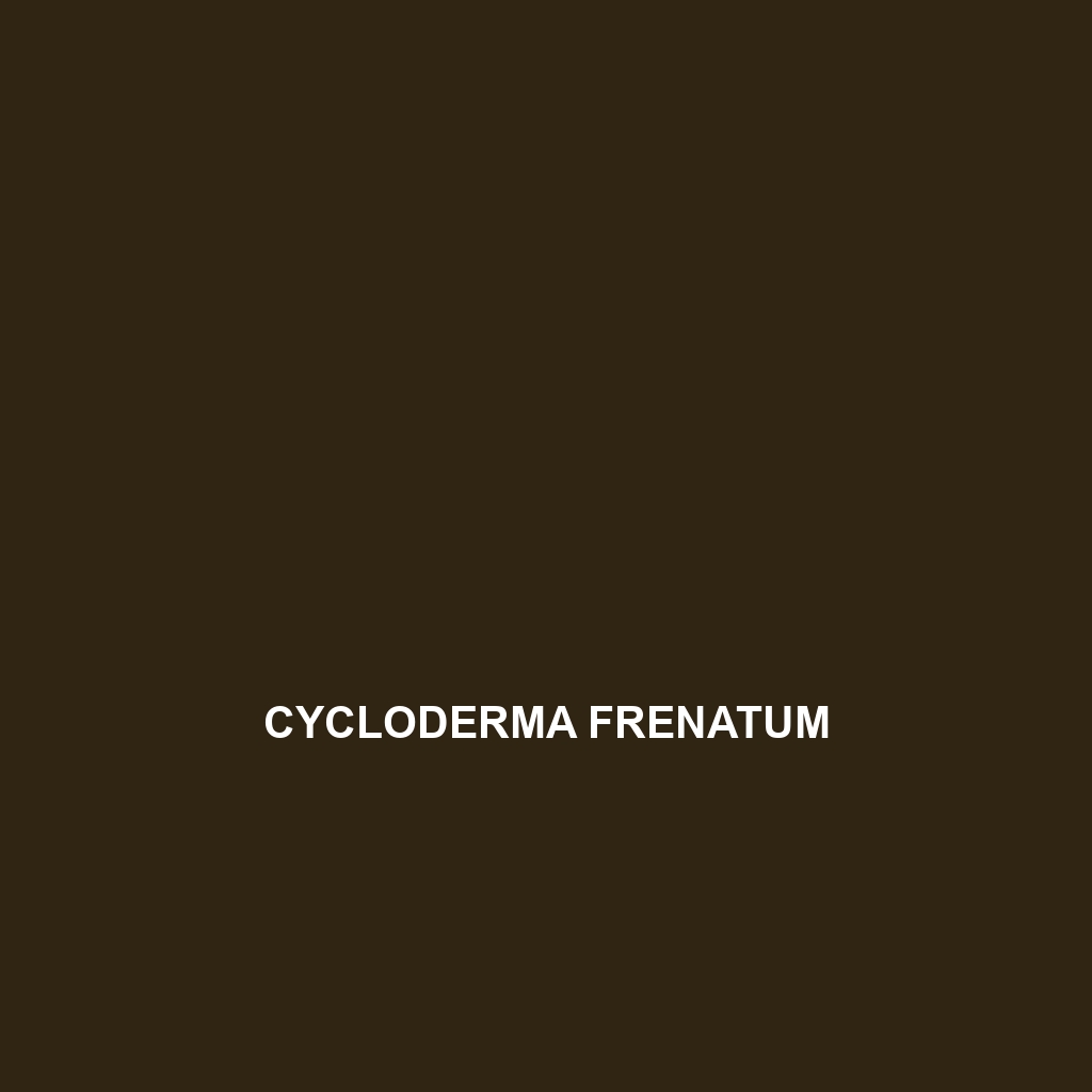 Cycloderma frenatum