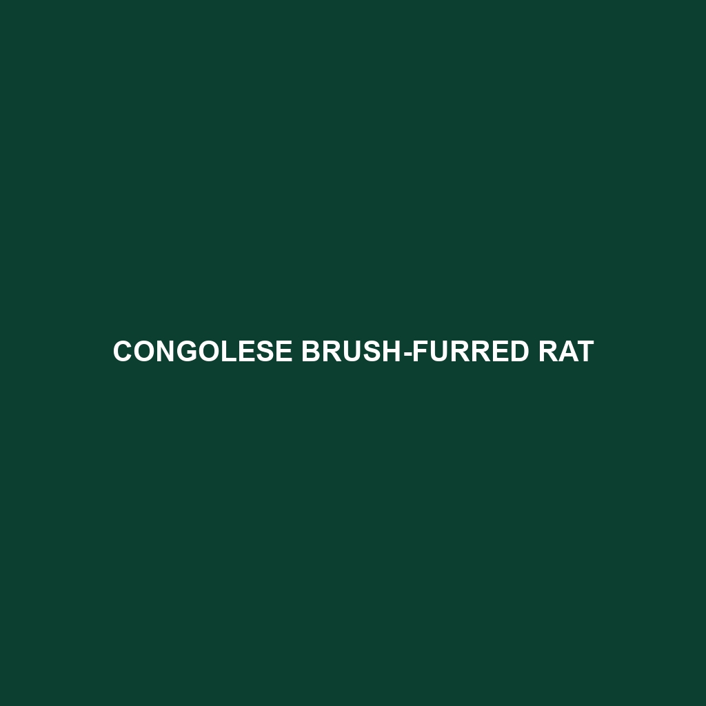 Congolese Brush-furred Rat