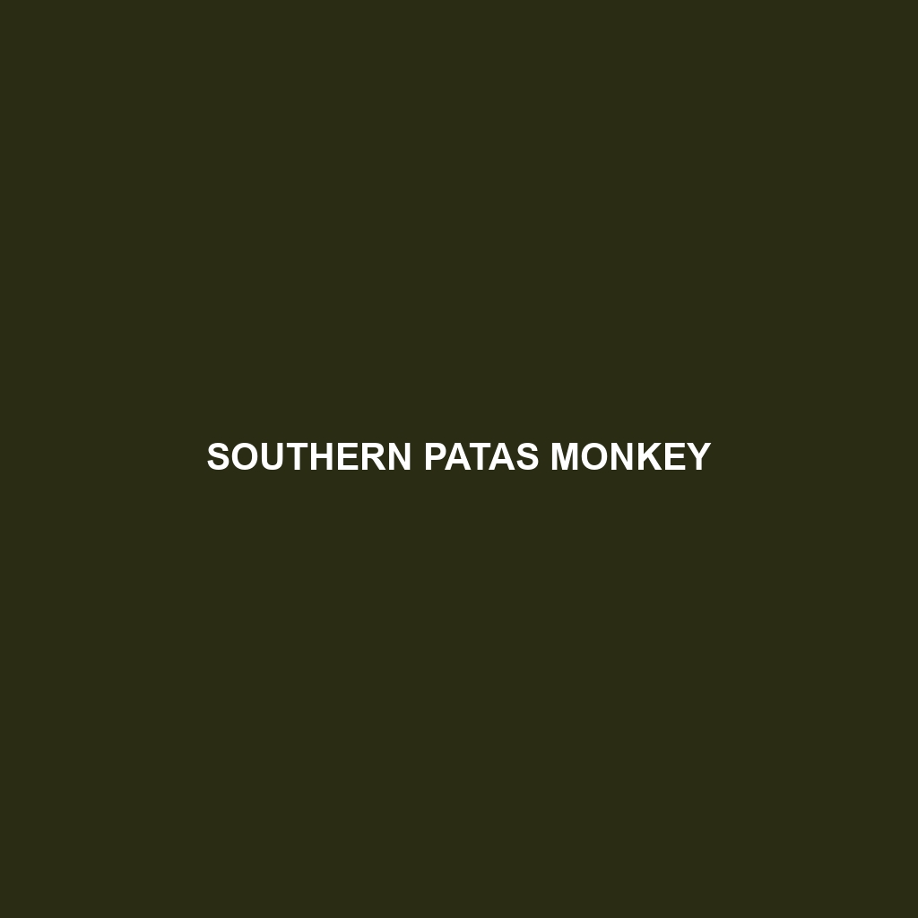 Southern Patas Monkey