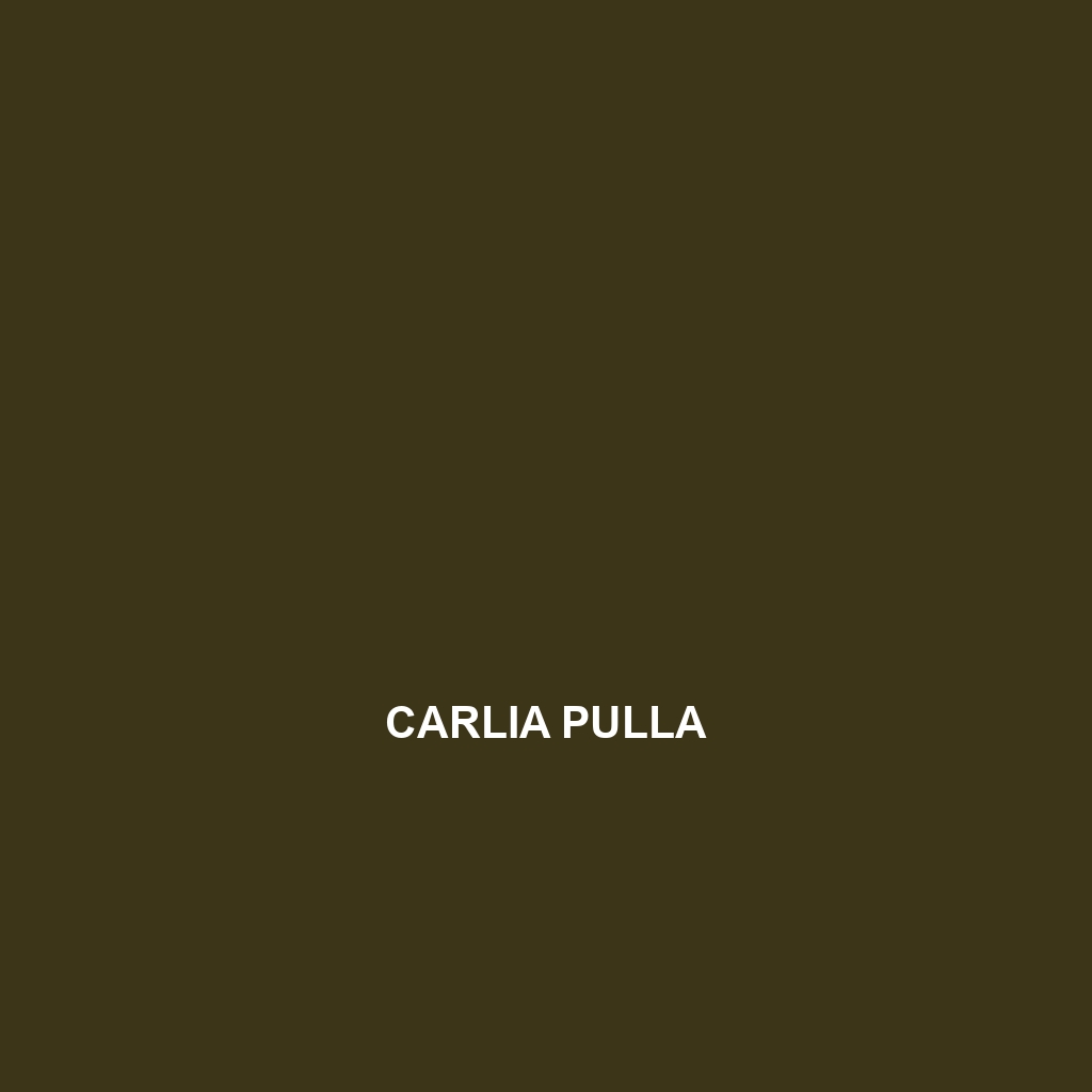 Carlia pulla