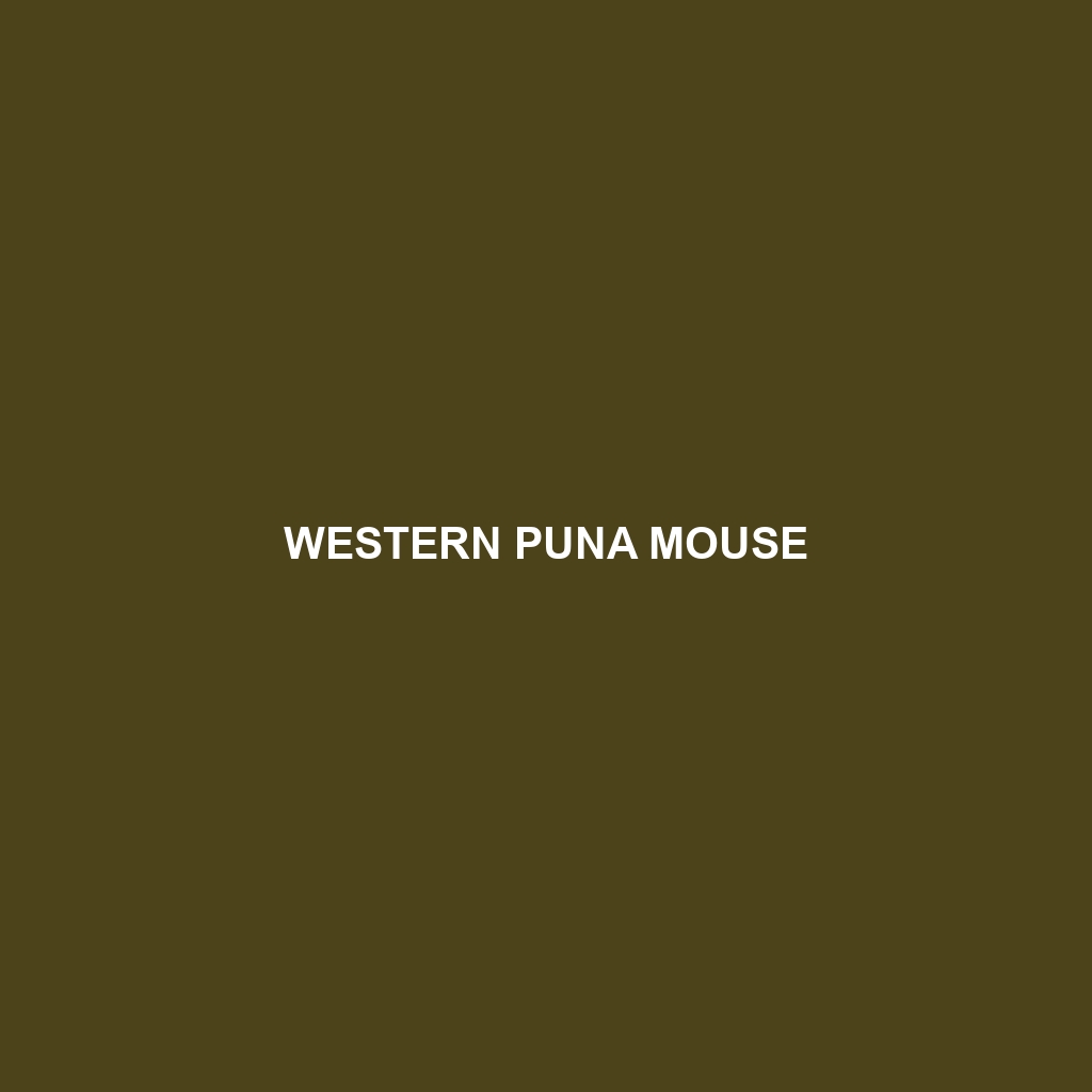 Western Puna Mouse