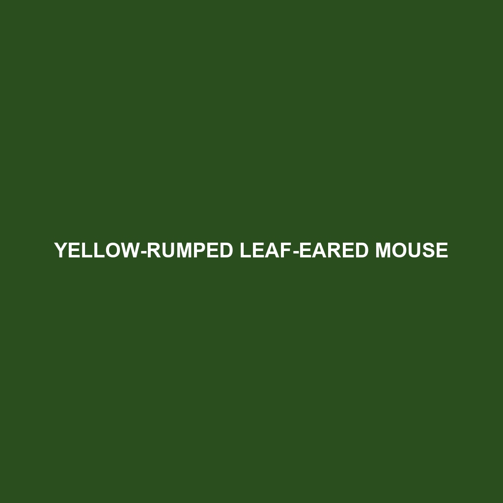 Yellow-rumped Leaf-eared Mouse