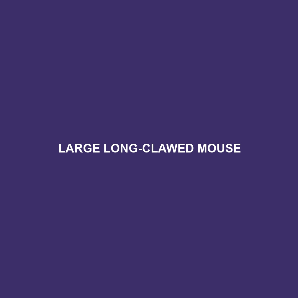 Large Long-clawed Mouse