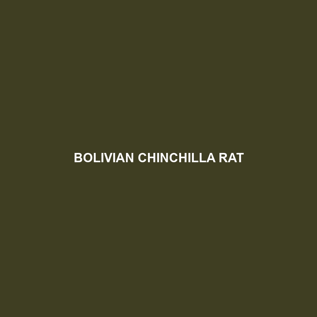 Bolivian Chinchilla Rat