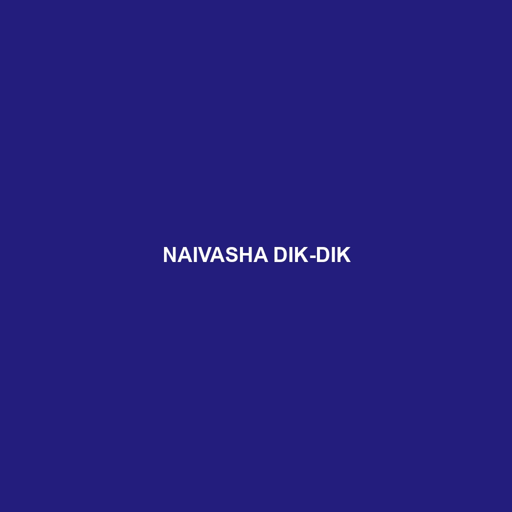 Naivasha Dik-dik