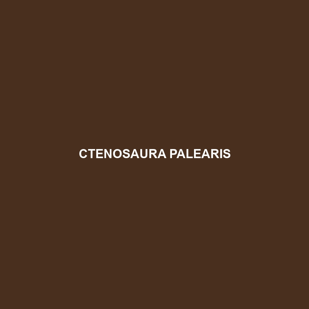 Ctenosaura palearis