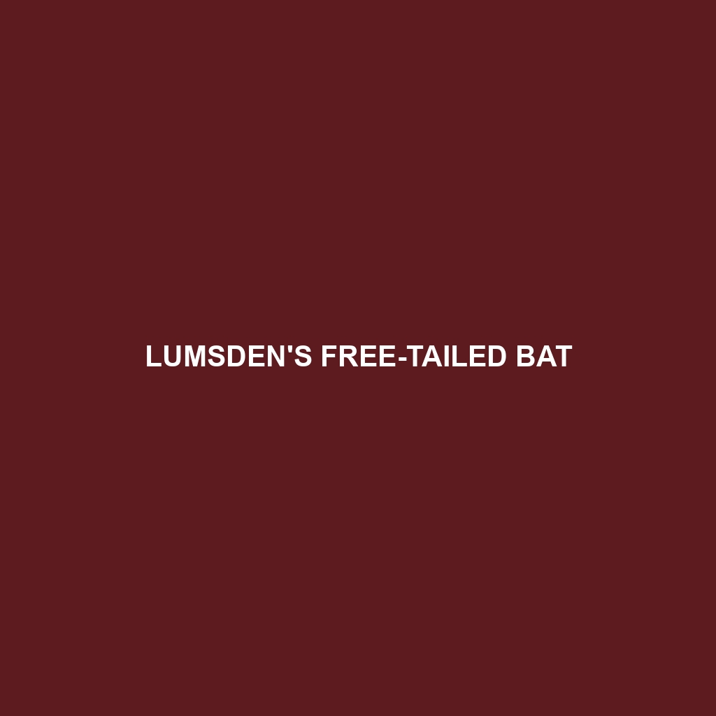 Lumsden's Free-tailed Bat