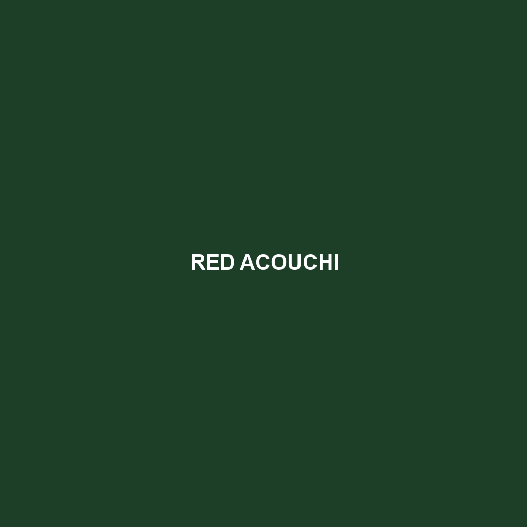 Red Acouchi