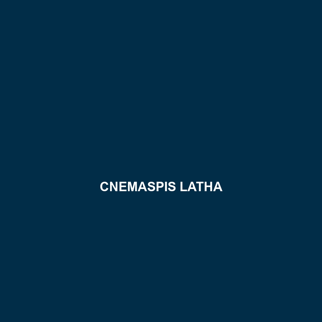 Cnemaspis latha