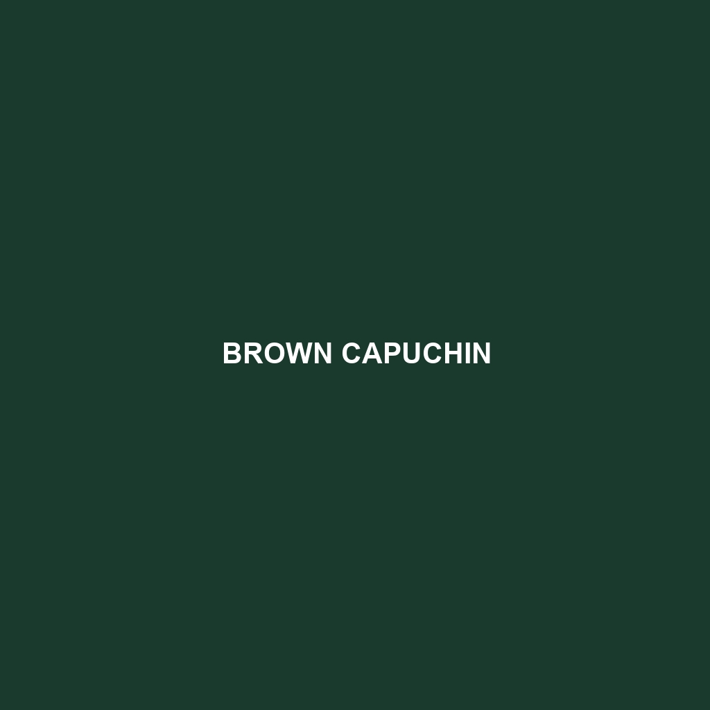 Brown Capuchin