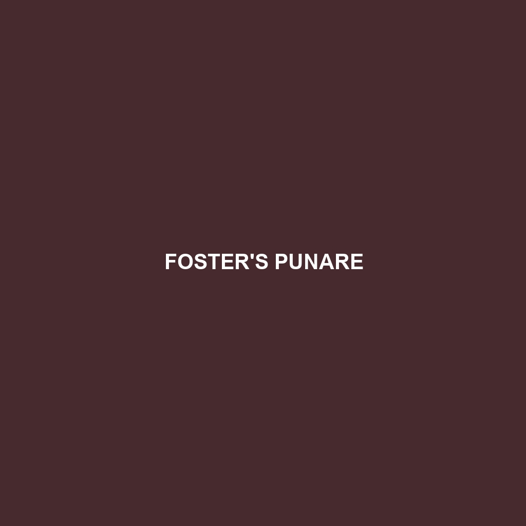 Foster's Punare