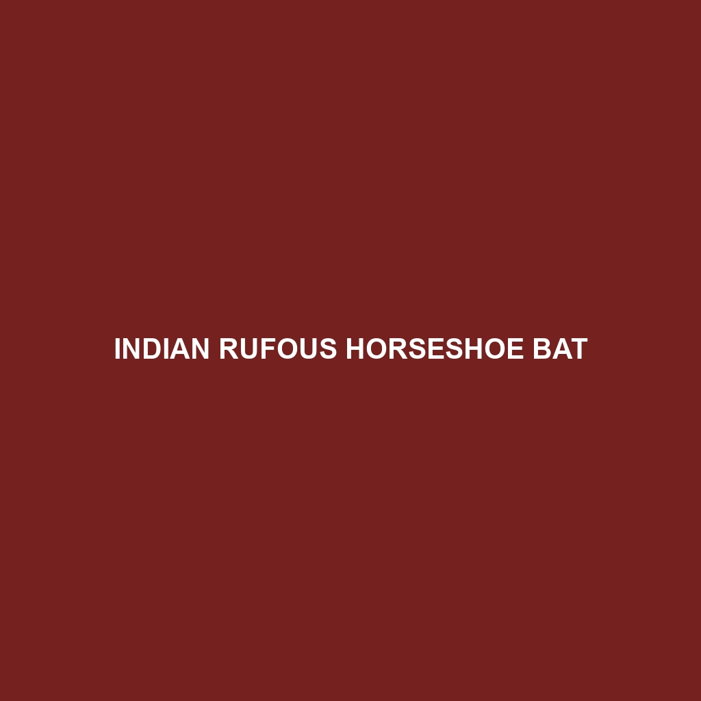 Indian Rufous Horseshoe Bat