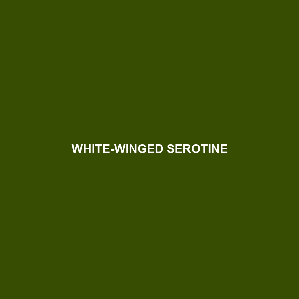 White-winged Serotine