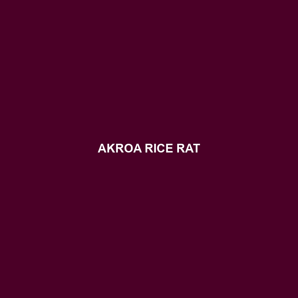 Akroa Rice Rat