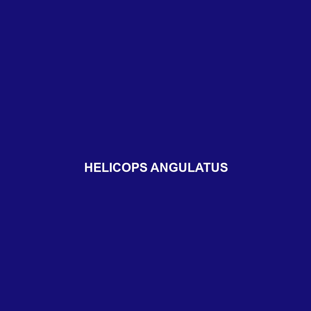 Helicops angulatus