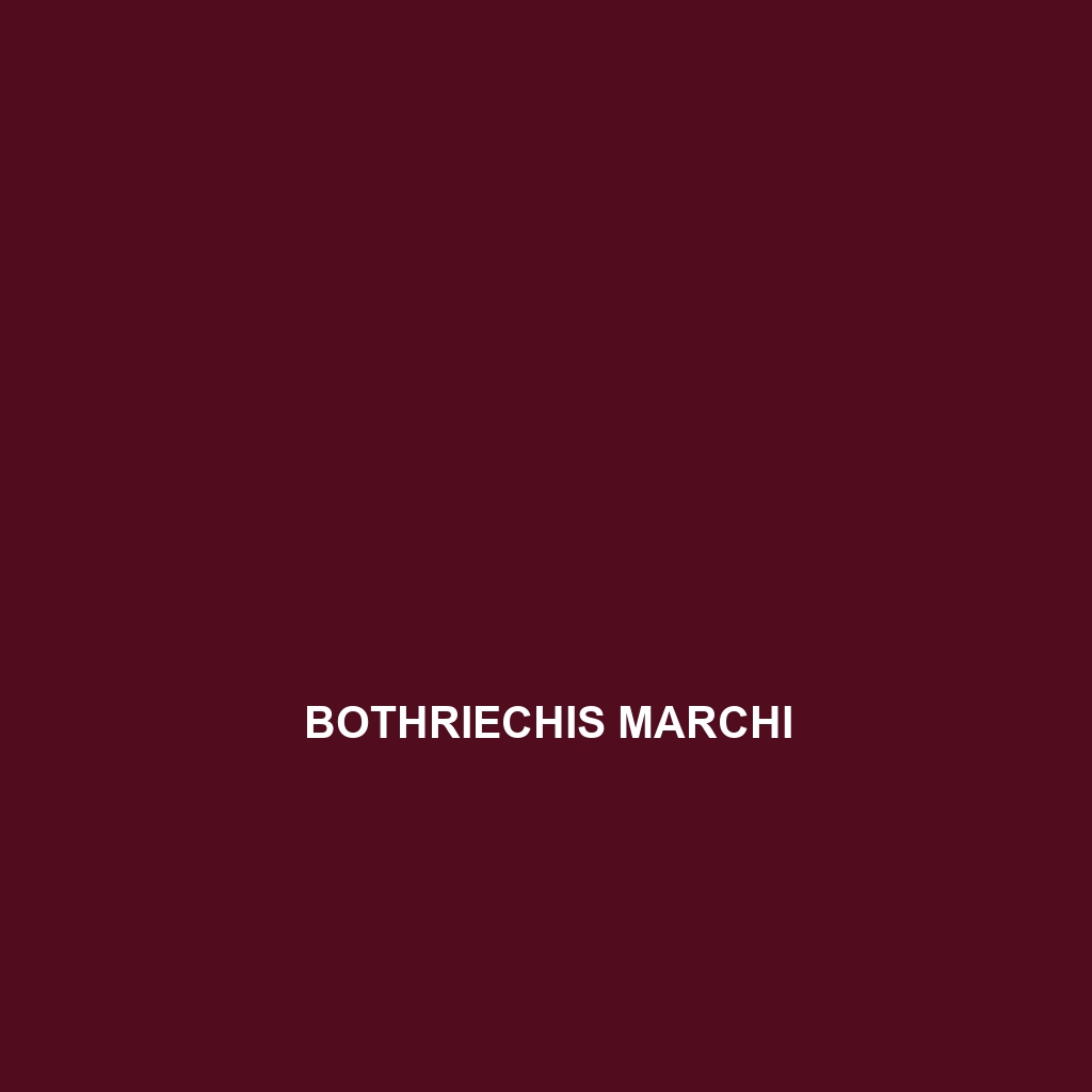 Bothriechis marchi