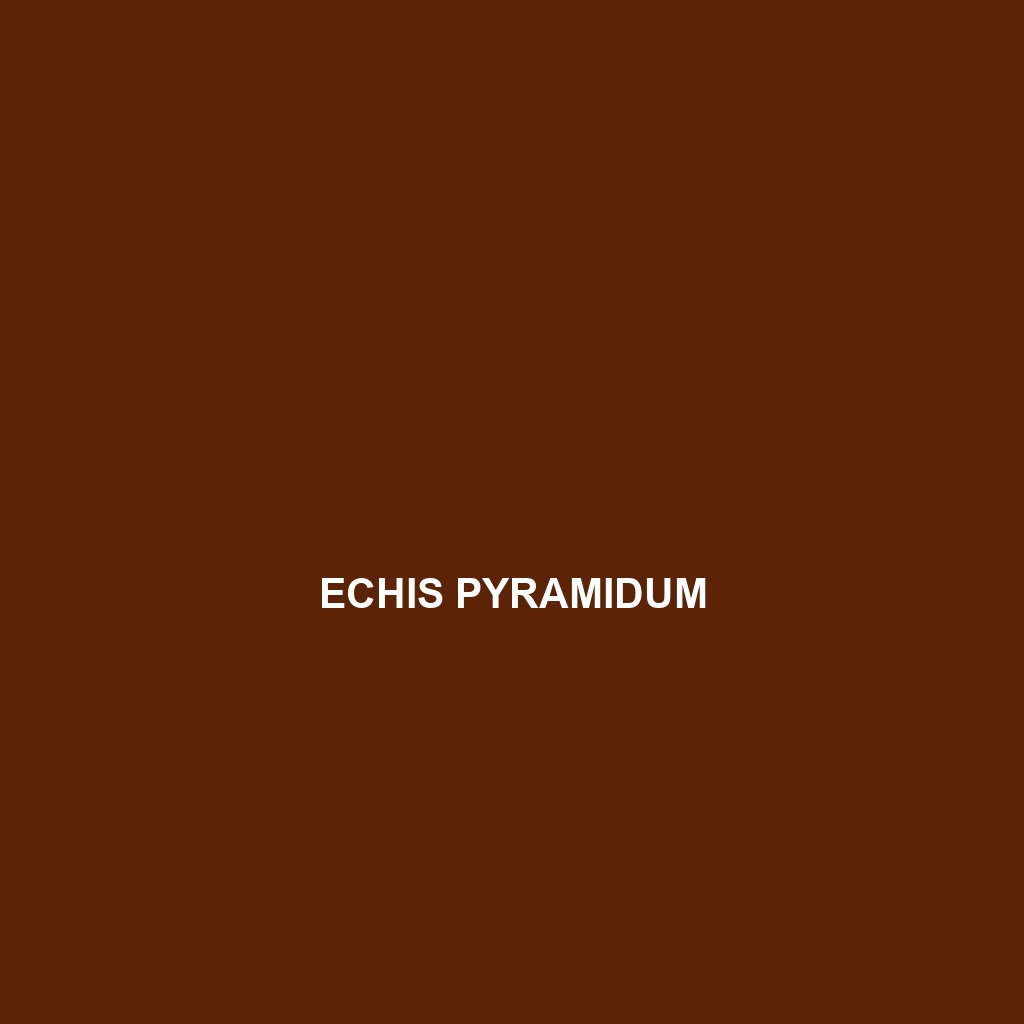 Echis pyramidum