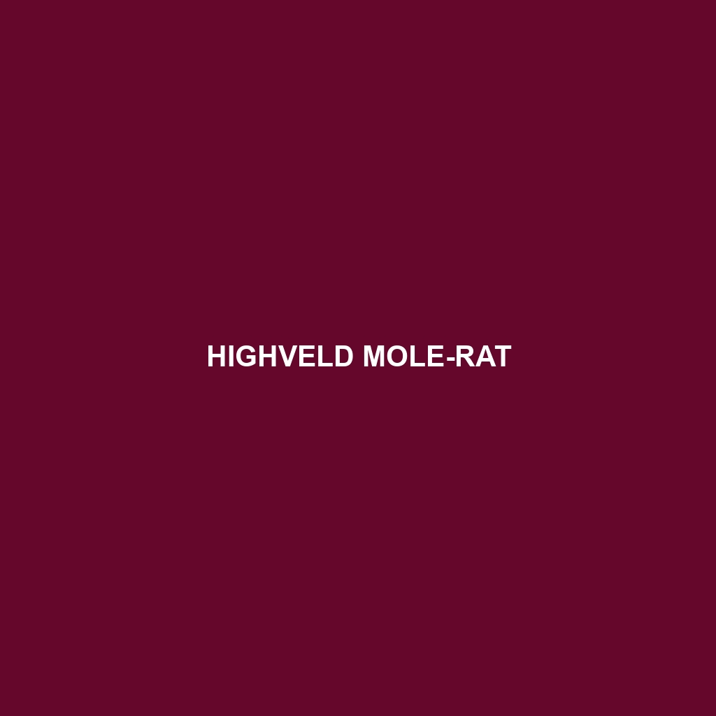 Highveld Mole-rat