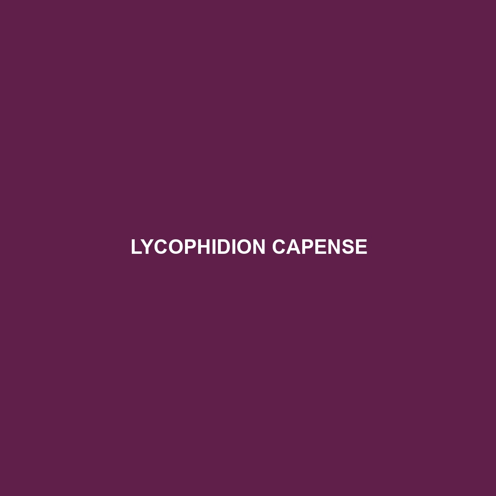 Lycophidion capense