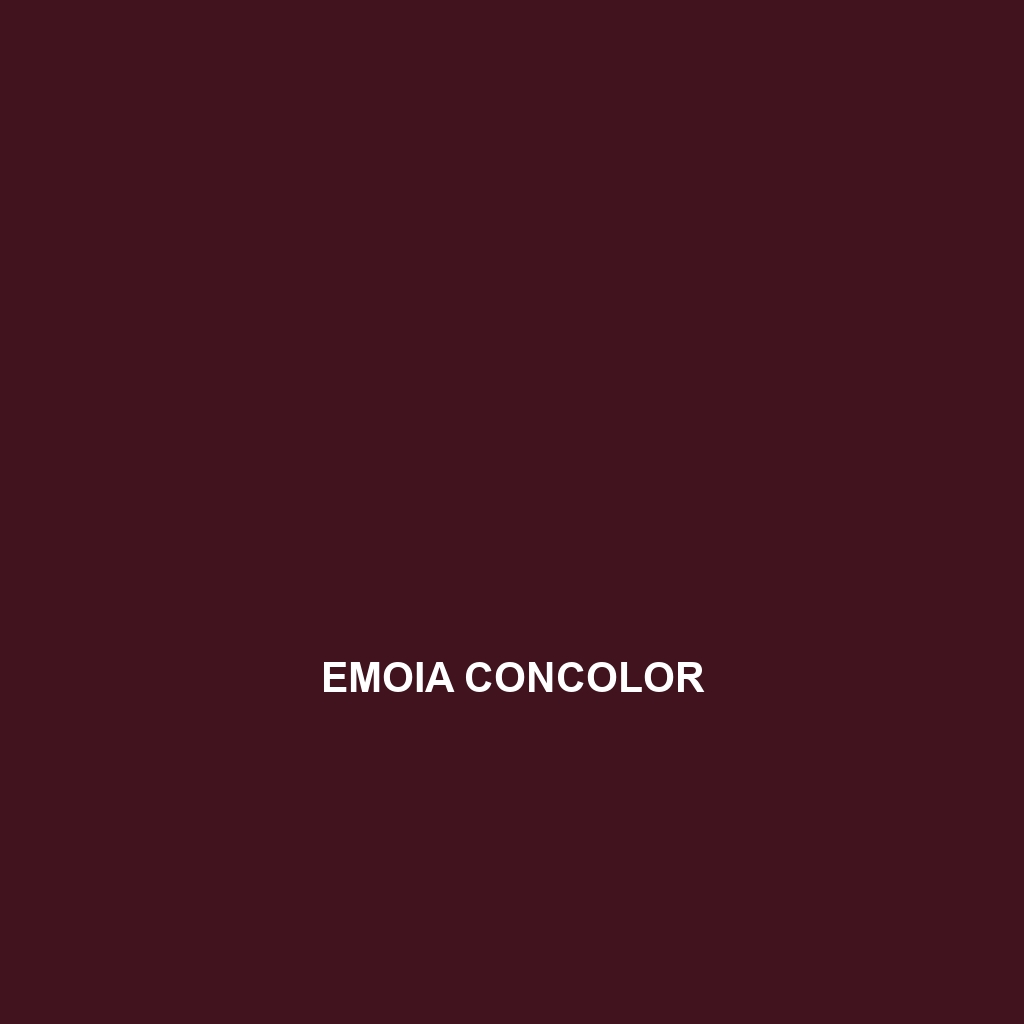 Emoia concolor