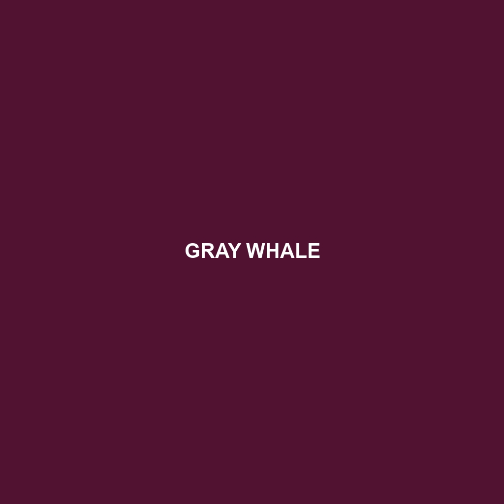 Gray Whale