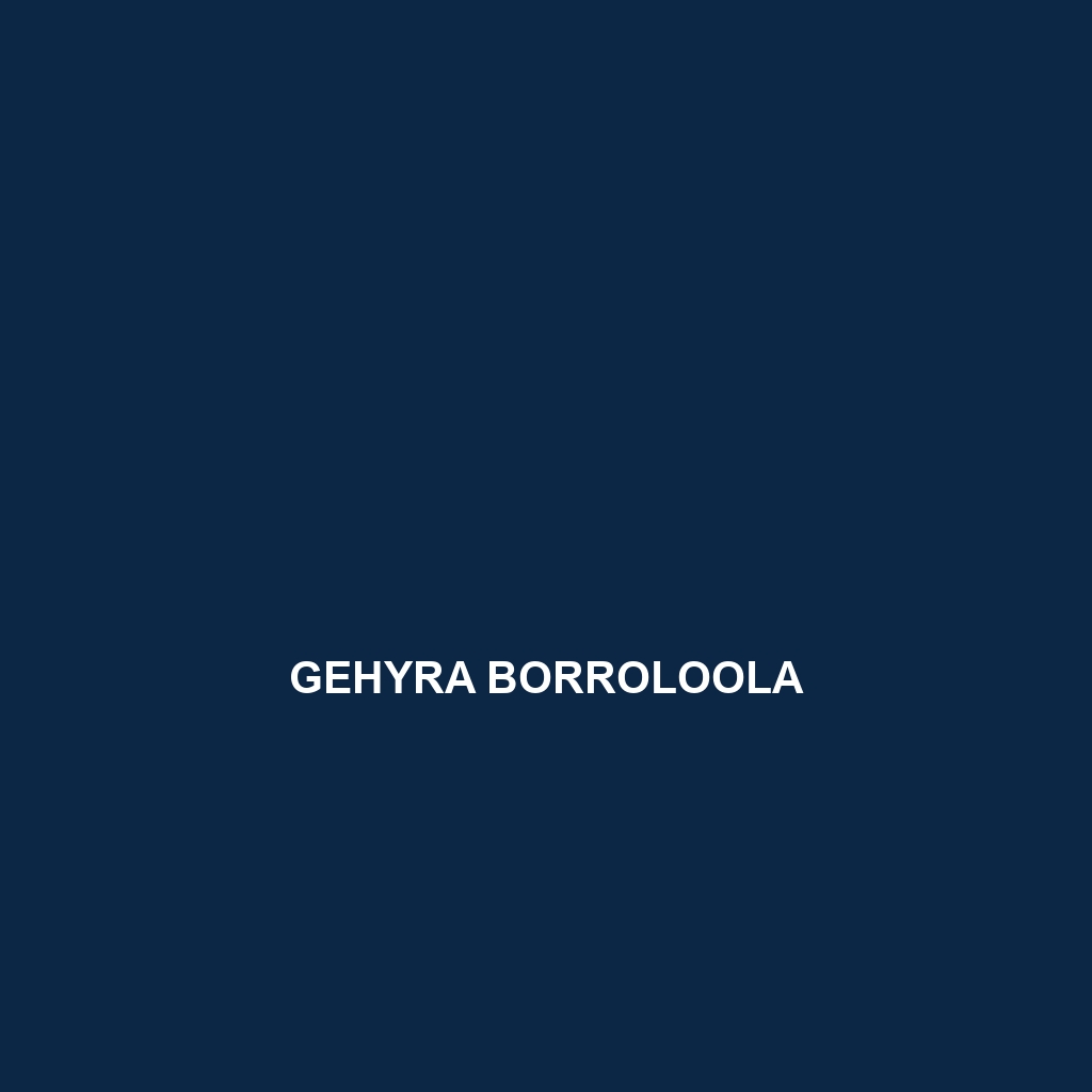 Gehyra borroloola