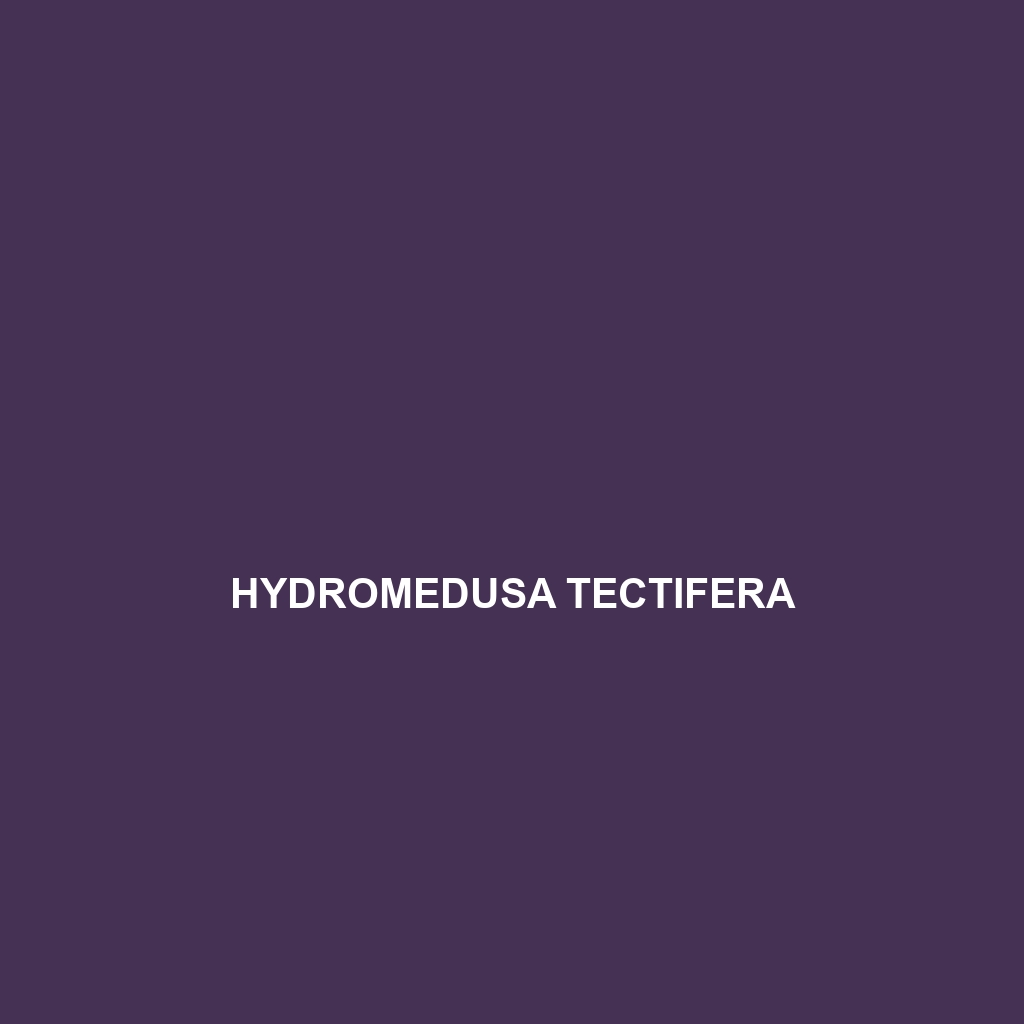 Hydromedusa tectifera