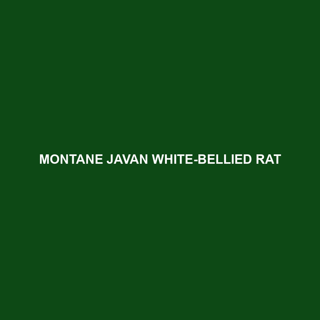 Montane Javan White-bellied Rat