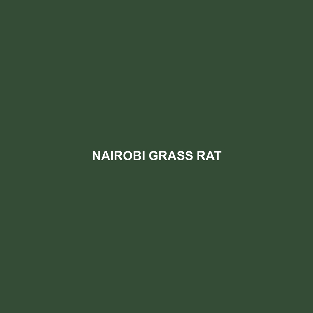 Nairobi Grass Rat