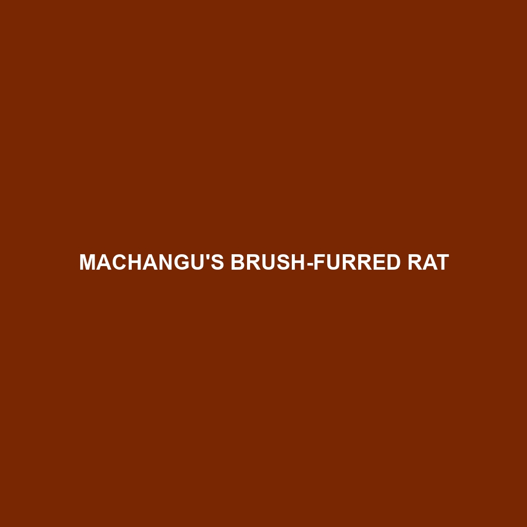 Machangu's Brush-furred Rat